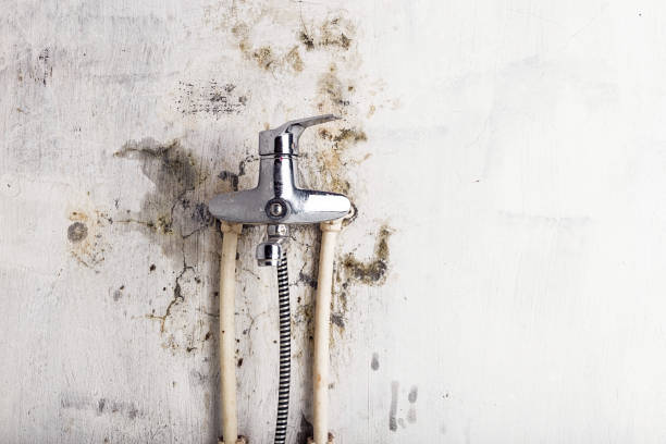 Reliable Lamar, SC Mold Removal Solutions